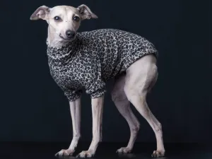 Chandail, pull, tshirt col long, medium ou court pour lévrier italien ou autres races de chien; motifs léopard beige, brun et noir